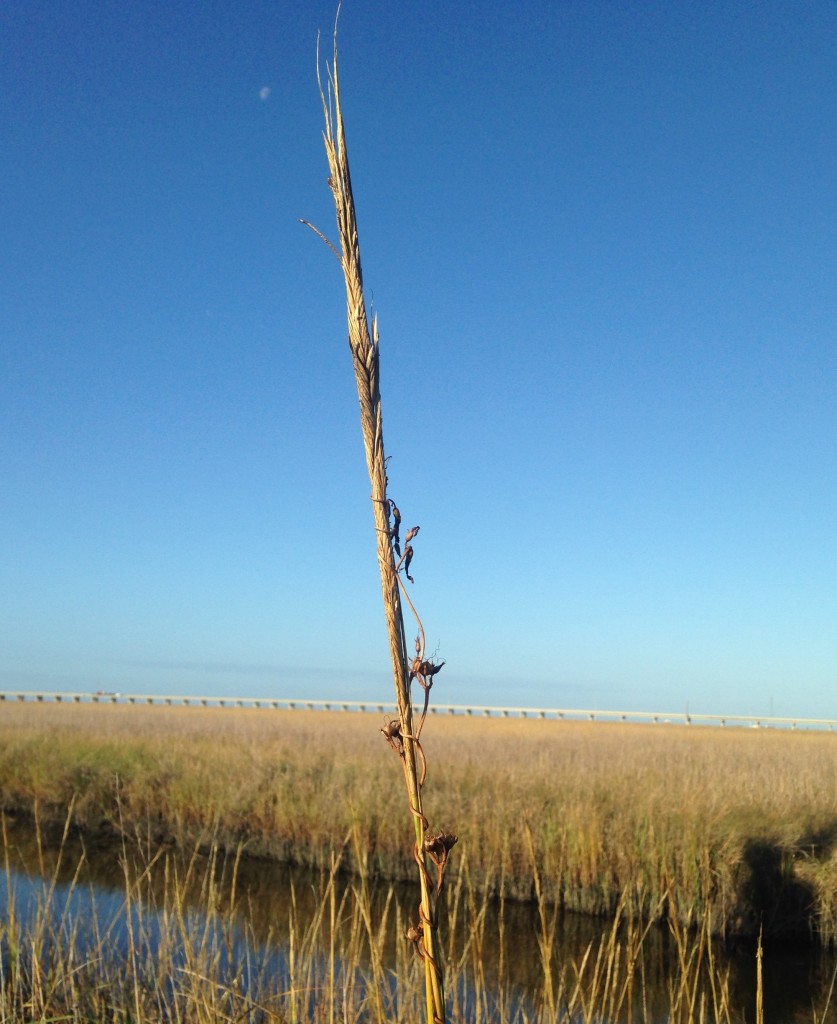 spartina seeds