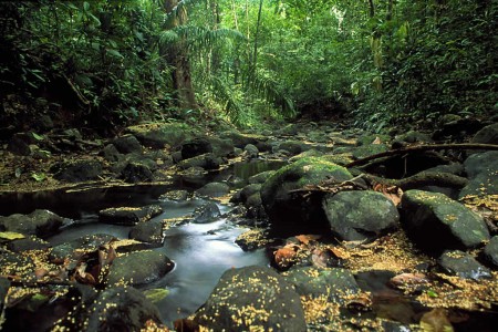 stream barro colorado