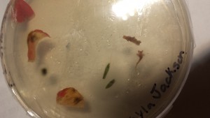 20151117_204217.jpg