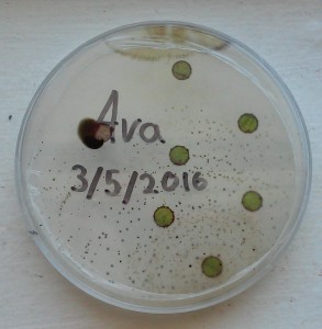 pet endophyte