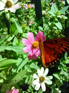 acs-garden-1