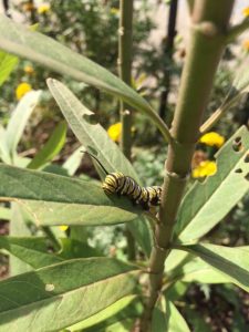monarch-caterpillar