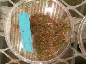 Sprouted Surface Sterilized Spartina Seed